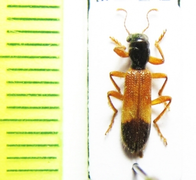 Cleridae sp. Malawi - INSECTS-STORE.RU