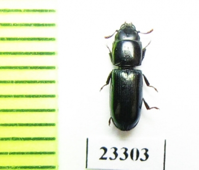 Trogossitidae sp.  Solomon isls. - INSECTS-STORE.RU