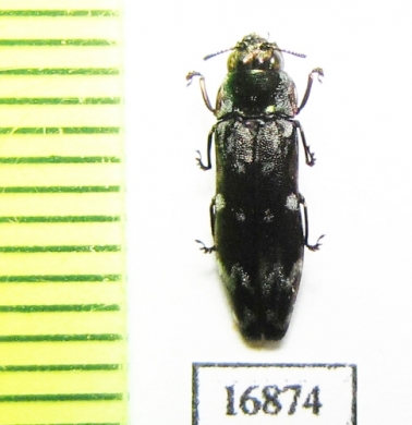 Coraebus carenorum  Laos - INSECTS-STORE.RU