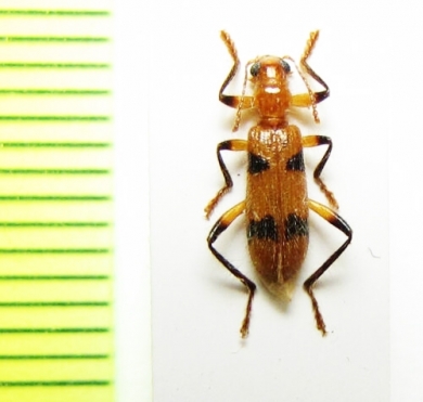 Cleridae sp.  Malaysia, Borneo - INSECTS-STORE.RU