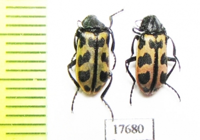 Melyridae sp.  South Africa Rep. - INSECTS-STORE.RU