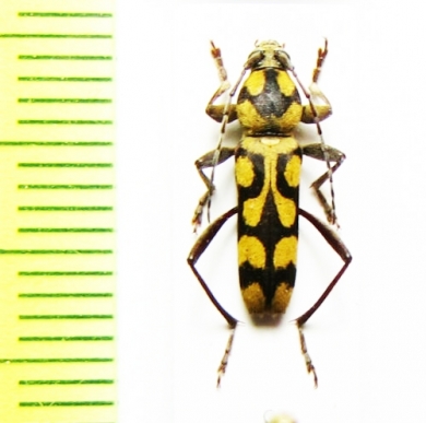 Chlorophorus sumbavae  Indonesia, Sumba isl. - INSECTS-STORE.RU