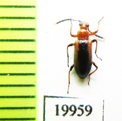 Tenebrionidae sp.  Indonesia, Sumatra - INSECTS-STORE.RU