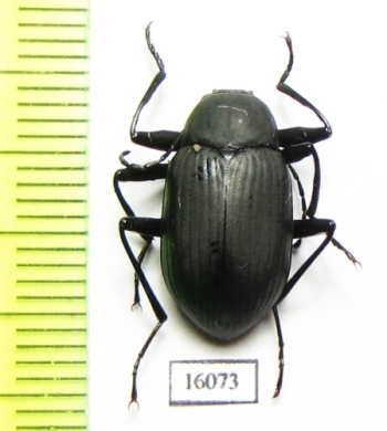 Plesiophthalmus davidi  Russia, Far East - INSECTS-STORE.RU