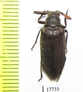 Rhipiceridae sp.  Botswana - INSECTS-STORE.RU