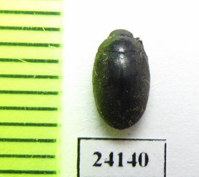 Byrrhidae sp.  Malaysia - INSECTS-STORE.RU