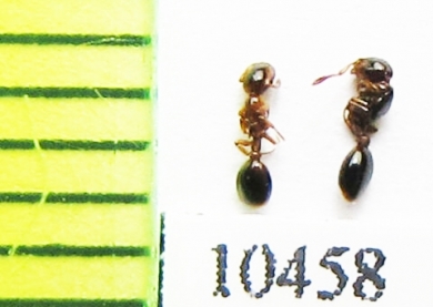 Formicidae sp.  Russia, Tver reg. - INSECTS-STORE.RU