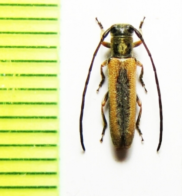 Phytoecia ochraceipennis  Tajikistan - INSECTS-STORE.RU