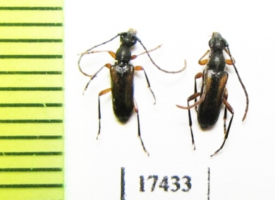 Pseudalosterna elegantula  Russia, Far East - INSECTS-STORE.RU