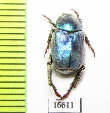 Hoplia coerulea  Spain - INSECTS-STORE.RU