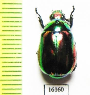 Rutelinae sp.  Laos - INSECTS-STORE.RU