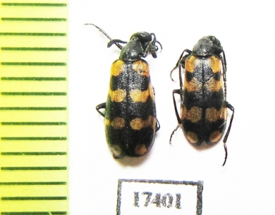 Meloidae sp.  Namibia - INSECTS-STORE.RU