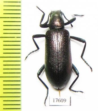 Tenebrionidae sp.  South Africa Rep. - INSECTS-STORE.RU