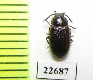 Tenebrionidae sp.  South Africa Rep. - INSECTS-STORE.RU