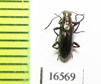 Tenebrionidae sp.  Peru - INSECTS-STORE.RU