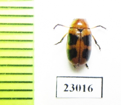 Chrysomelidae sp.  South Africa Rep. - INSECTS-STORE.RU