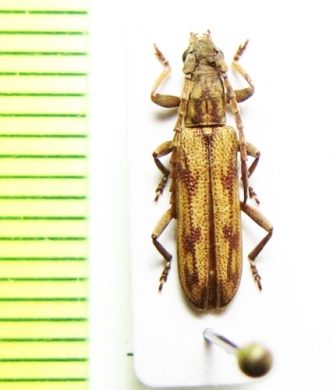 Dissaporus cachani  Central Africa Rep. - INSECTS-STORE.RU