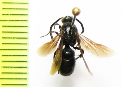 Scoliidae sp.  Uzbekistan - INSECTS-STORE.RU