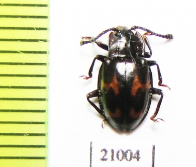 Endomychidae sp.  Zambia - INSECTS-STORE.RU