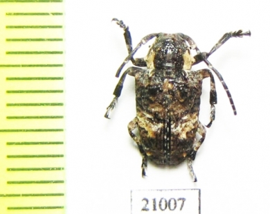 Cerambycidae sp.  Zambia - INSECTS-STORE.RU