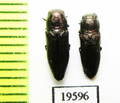 Sphenoptera sp.  Kazakhstan - INSECTS-STORE.RU