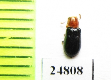 Cleridae sp.  Mexico - INSECTS-STORE.RU