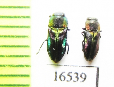 Anthaxia obscurata  Chile - INSECTS-STORE.RU