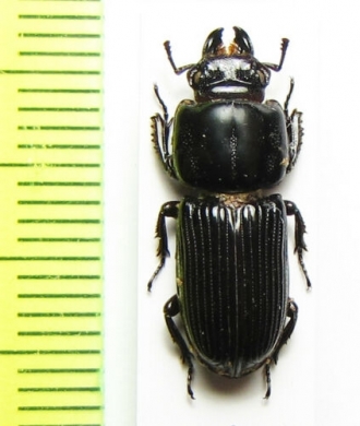 Figulus binodulus  Taiwan - INSECTS-STORE.RU