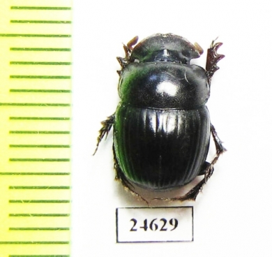 Metacatharsius ? inermis  Pakistan - INSECTS-STORE.RU