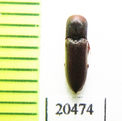 Eucnemidae sp.  Madagascar - INSECTS-STORE.RU