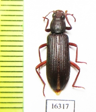 Strongylium matthiesseni  Iran, Boyer Ahmad prov. - INSECTS-STORE.RU