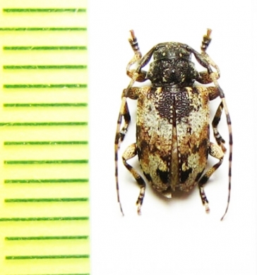 Eupromerella propinqua  Bolivia - INSECTS-STORE.RU