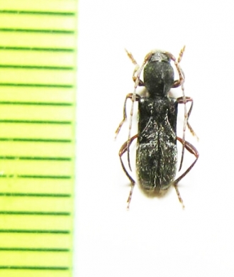 Cyrtophorus verrucosus  Canada - INSECTS-STORE.RU