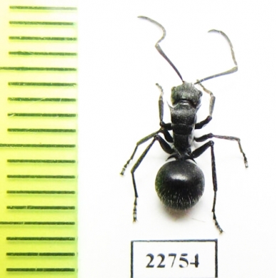 Formicidae sp.  South Africa Rep. - INSECTS-STORE.RU