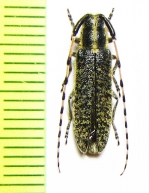 Agapanthia ? amabilis  Kazakhstan - INSECTS-STORE.RU