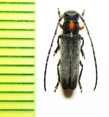 Phytoecia rufiventris  Japan - INSECTS-STORE.RU