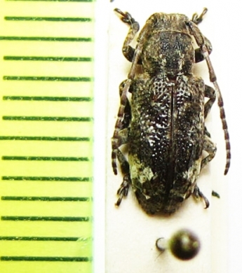 Pterolophia granulata  Japan - INSECTS-STORE.RU