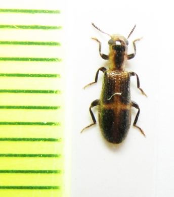 Cleridae sp. Kenya - INSECTS-STORE.RU