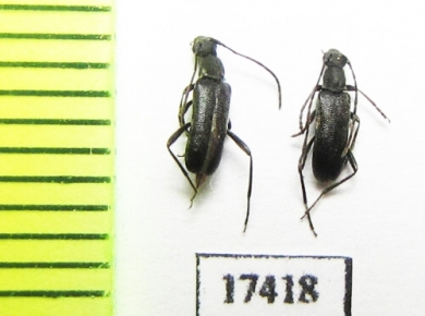 Grammoptera gracilis  Russia, Far East - INSECTS-STORE.RU