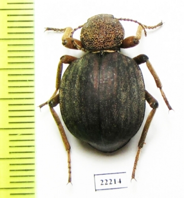 Tenebrionidae sp.  Zambia - INSECTS-STORE.RU