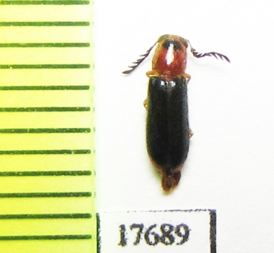 Cleridae sp.  South Africa Rep. - INSECTS-STORE.RU