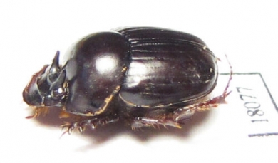 Onthophagus sp.  Australia - INSECTS-STORE.RU