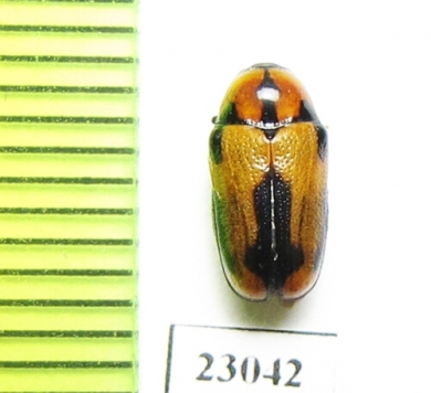 Chrysomelidae sp.  South Africa Rep. - INSECTS-STORE.RU