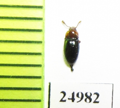 Leiestes seminiger  Russia, Tver reg. - INSECTS-STORE.RU