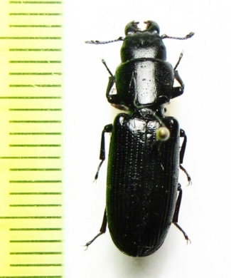 Trogossitidae sp.  China, Yunnan prov. - INSECTS-STORE.RU