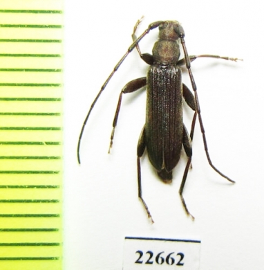 Cerambycidae sp.  South Africa Rep. - INSECTS-STORE.RU