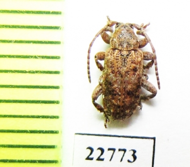 Cerambycidae sp.  South Africa Rep. - INSECTS-STORE.RU