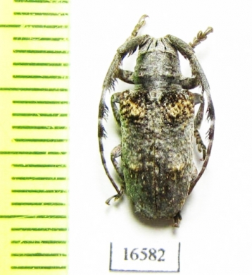 Cerambycidae sp.  Namibia - INSECTS-STORE.RU