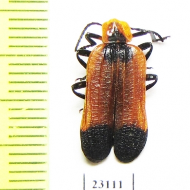 Lycidae sp.  South Africa Rep. - INSECTS-STORE.RU