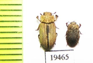 Tenebrionidae sp.  Laos - INSECTS-STORE.RU